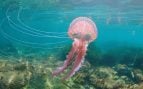 medusas boya