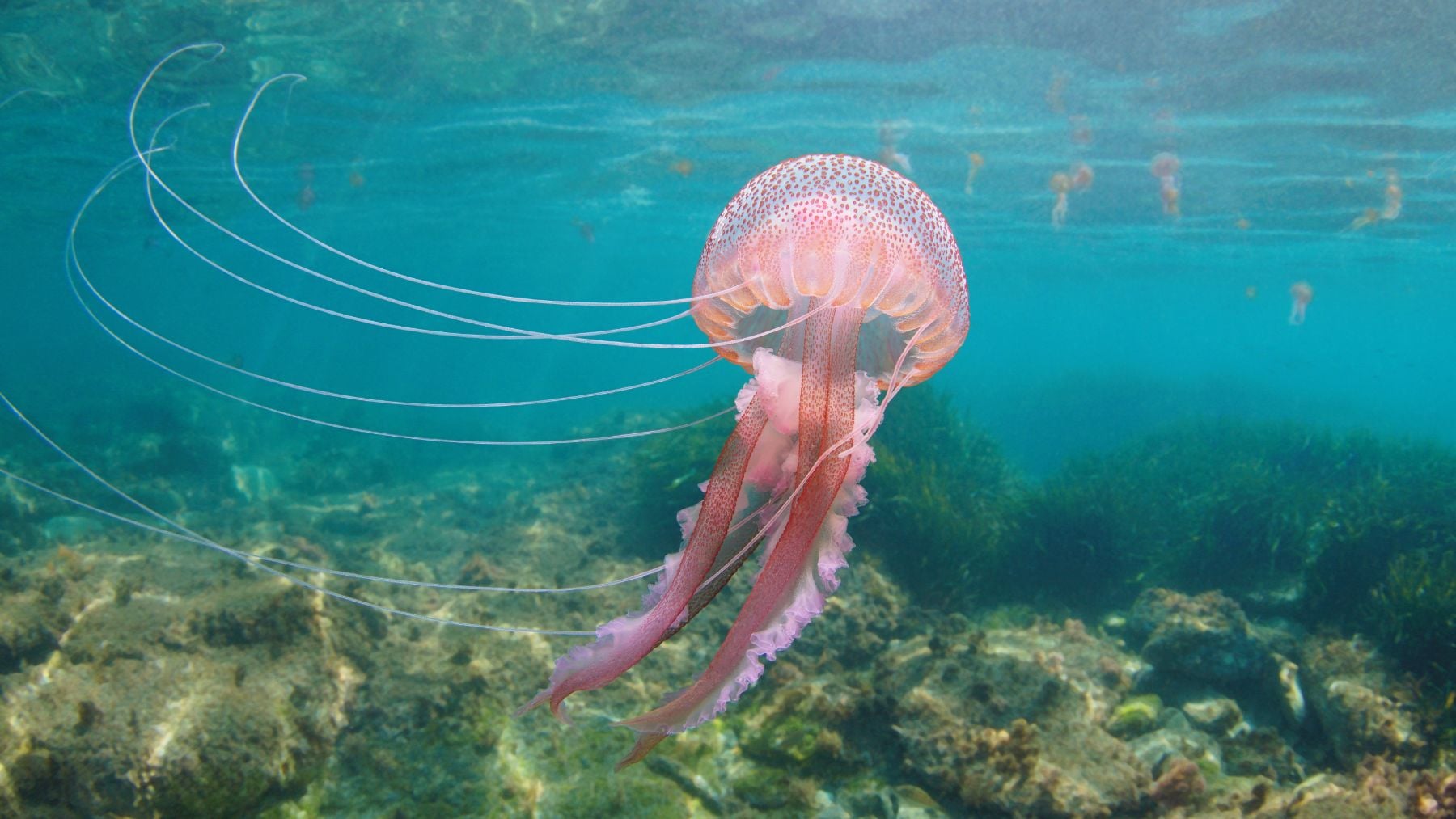 Una boya que frena a las medusas: el invento españ