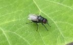 Plaga, insecto, animal, mosca negra