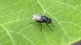 Plaga, insecto, animal, mosca negra
