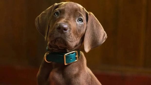 Netflix Scooby Doo