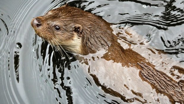 Nutria, Nutria en Madrid, nutria en el Manzanares.