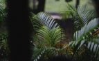 Planta de interior
