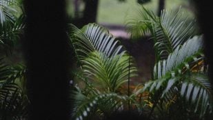 Planta de interior