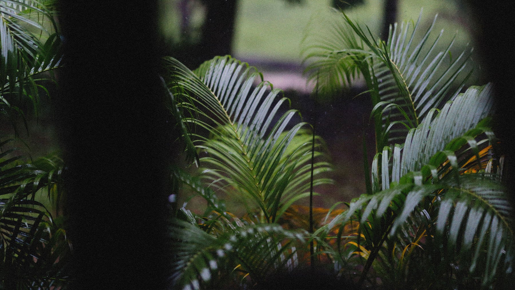 Ni poto ni monstera: la mejor planta de interior que puedes poner en tu casa para aliviar el calor y crear un refugio verde en verano