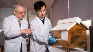 Zeng Yijun, doctorando del Departamento de Ingeniería Mecánica de la CityUHK, aplica .la pintura BRIDGE Skin sobre una maqueta edilicia en el laboratorio, junto al profesor Lee Duu-Jong, director del JC STEM Lab of Circular Bio-economy. Foto: Universidad de la ciudad de Hong Kong.