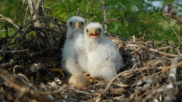 polluelos de águila