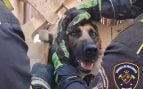 rescate perro balcón