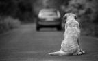 abandono perros agosto
