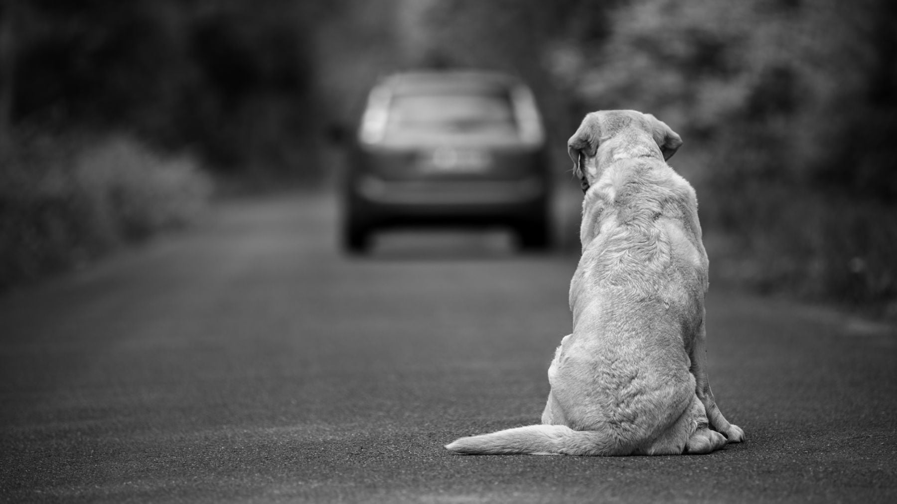 Ya están identificados qué perros se abandonarán en agosto: 