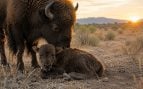 bisonte, animales, bisonte americano