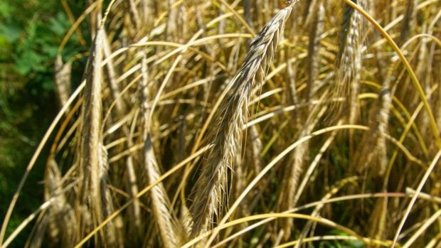 Cebada de primavera (Hordeum vulgare). Foto: Txllxt TxllxT, CC BY-SA 4.0, v&iacute;a Wikimedia Commons