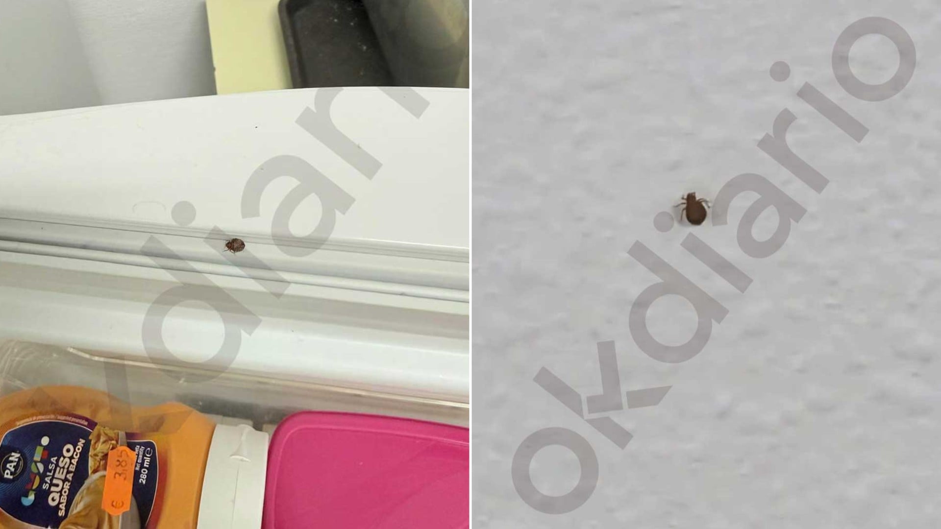 Una plaga de chinches en un centro de menas de Mad