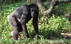 Chimpancés