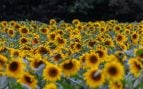 Argentina y semillas de girasol, Argentina controla las semillas, semillas fertilizadas en Argentina, control de plagas en Argentina.