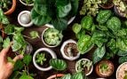 Grupo de plantas variadas. Foto: Freepik