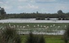 Marismas de Doñana