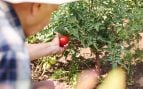 tomates