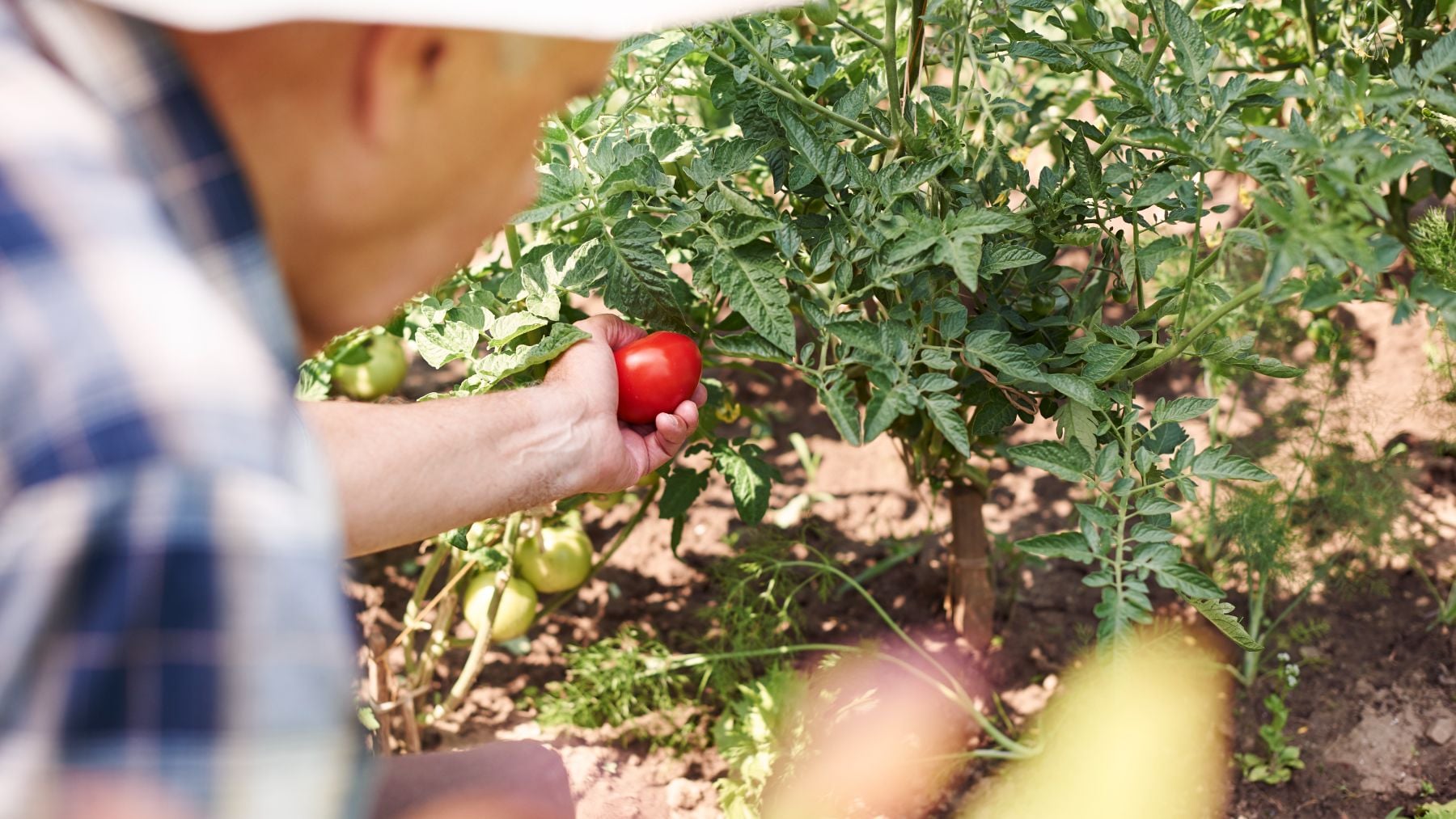 Haz esto con tus tomates en junio y tu cosecha se 