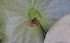 Avispa asiática Mallorca
