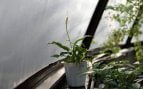 Planta de interior