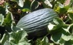 melón de Torres de Berrellén