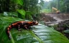 salamandra, anfibio, animales, especie