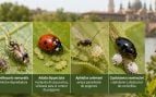 Insectos, animales, plagas, árboles, Zaragoza