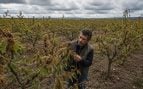 almendros, agricultura, naturaleza
