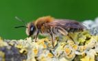 Hembra de una abeja Mellow Miner, Andrena mitis, en una planta. Foto: Freepik - Wirestock