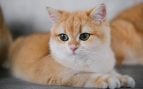 Gato solo en casa
