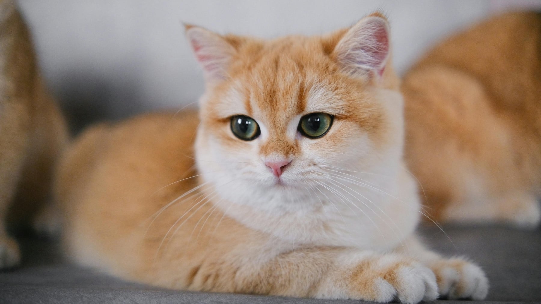 Cuánto tiempo puede quedarse tu gato solo en casa: consejos 