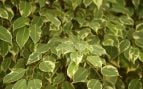 planta fácil de cuidar