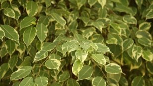 planta fácil de cuidar