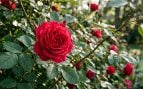 Cómo cuidar tus rosales para que den flores todo el verano