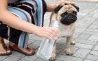 Perro en verano