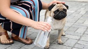 Perro en verano