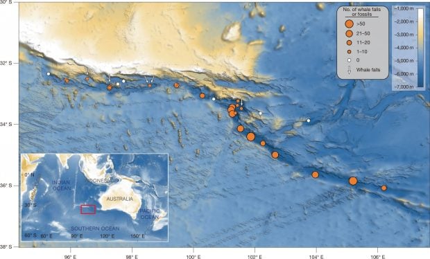 mapa ballenas