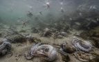 pulpos, Galicia, animales, especies