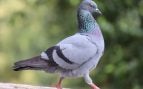 Las palomas