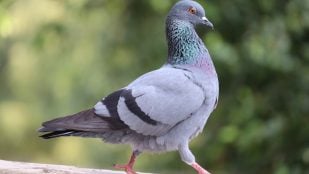 Las palomas