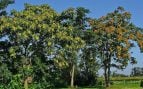 Árboles invasores, ácaro, naturaleza
