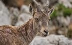 cabra montés, animales, cabra, sarna