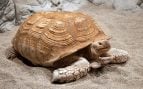 Tortugas en el Sáhara