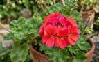 Cómo cuidar los geranios para que den flores todo el verano