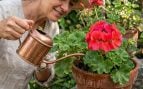 ¿Las plantas de tu vecino invaden tu terraza? La Ley de Propiedad Horizontal podría estar de tu lado