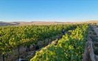 vinos desierto israel