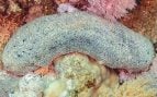 Pepino de mar, curiosidades, naturaleza