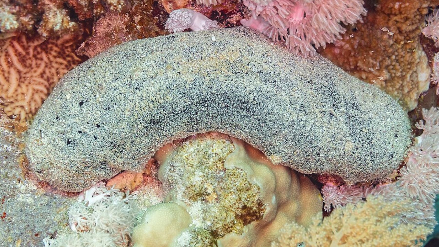 La biología no se lo explica: amputan un trozo de un pepino de mar, y tres años después sigue vivo e intacto en el fondo del mar