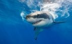 20 segundos que dejaron sin aliento a los científicos: observan al «tiburón más feo de la Tierra» en su hábitat natural